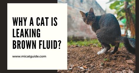 male cat leaking brown fluid|Cat Leaking Brown Fluid (Explanations and Solutions)。